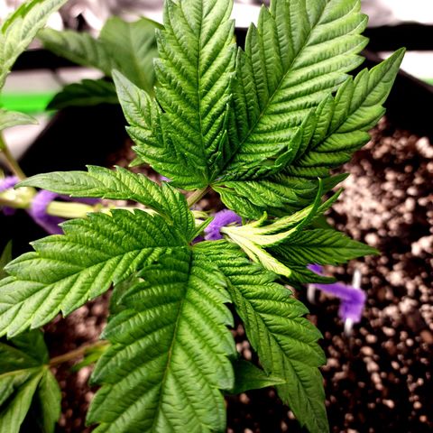 Granddaddy Purple growlog timeline photo