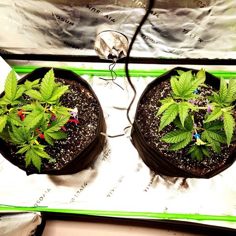 Granddaddy Purple growlog timeline photo