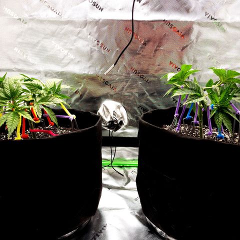 Granddaddy Purple growlog timeline photo