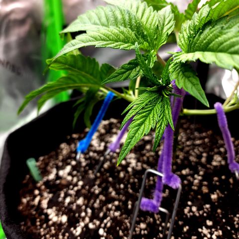 Granddaddy Purple growlog timeline photo