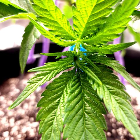 Granddaddy Purple growlog timeline photo