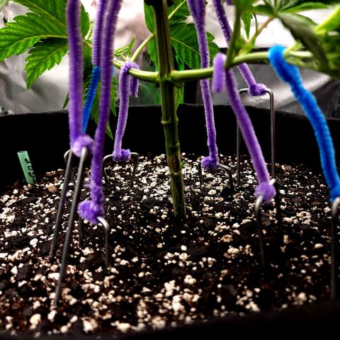 Granddaddy Purple growlog timeline photo