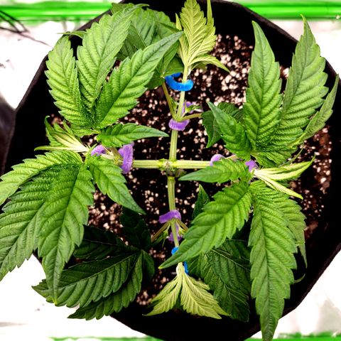 Granddaddy Purple growlog timeline photo