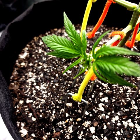 Bubba Kush growlog timeline photo