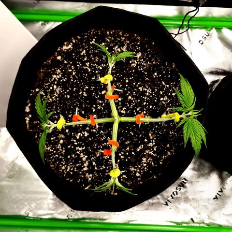 Bubba Kush growlog timeline photo