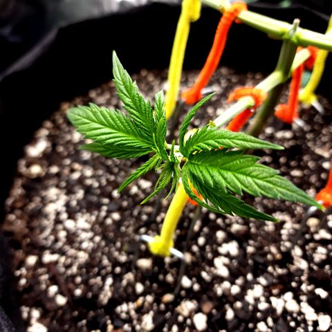 Bubba Kush growlog timeline photo