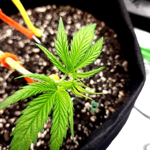 Bubba Kush growlog timeline photo