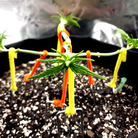 Bubba Kush growlog timeline photo