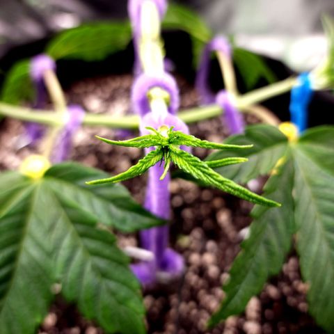Granddaddy Purple growlog timeline photo