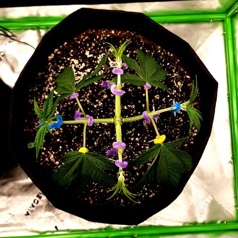 Granddaddy Purple growlog timeline photo