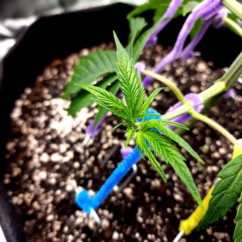Granddaddy Purple growlog timeline photo