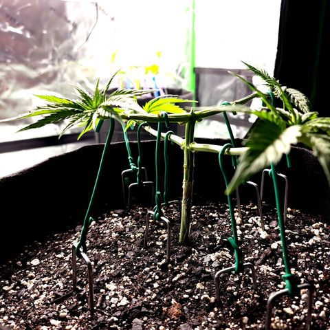 Bubba Kush growlog timeline photo