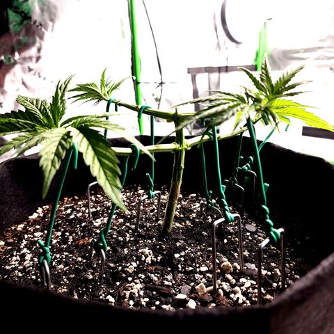 Bubba Kush growlog timeline photo