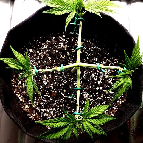 Bubba Kush growlog timeline photo