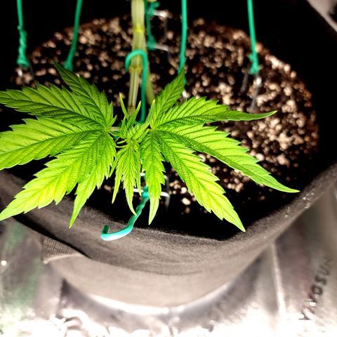 Bubba Kush growlog timeline photo