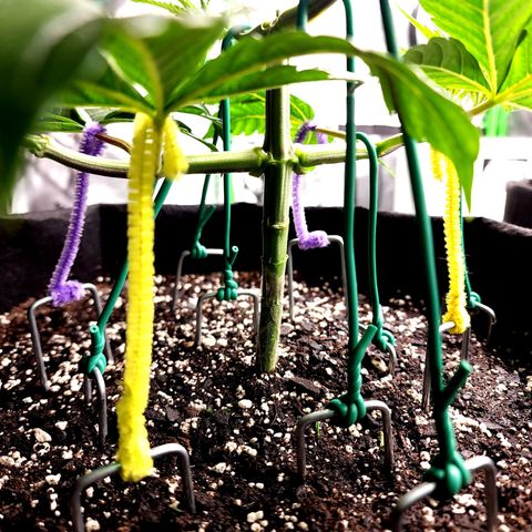 Granddaddy Purple growlog timeline photo