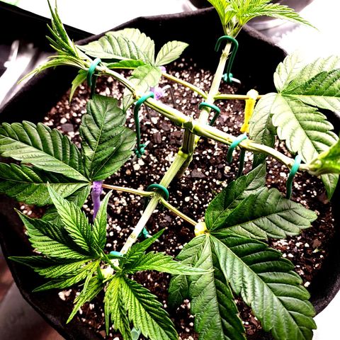 Granddaddy Purple growlog timeline photo