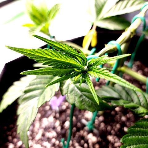 Granddaddy Purple growlog timeline photo