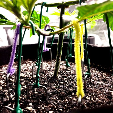 Granddaddy Purple growlog timeline photo