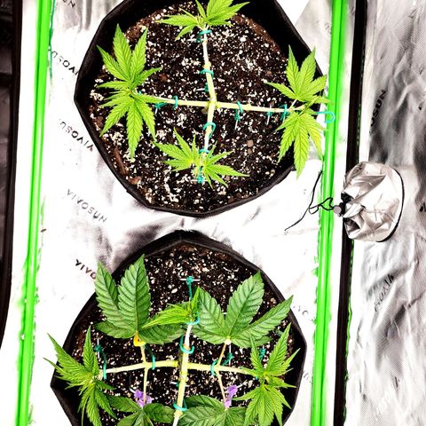 Granddaddy Purple growlog timeline photo