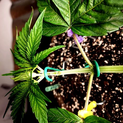 Granddaddy Purple growlog timeline photo