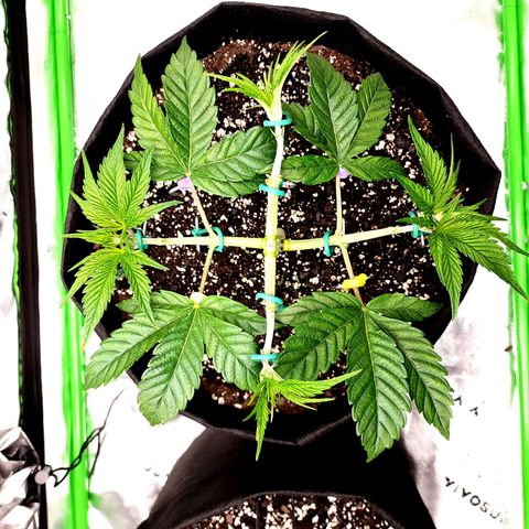 Granddaddy Purple growlog timeline photo