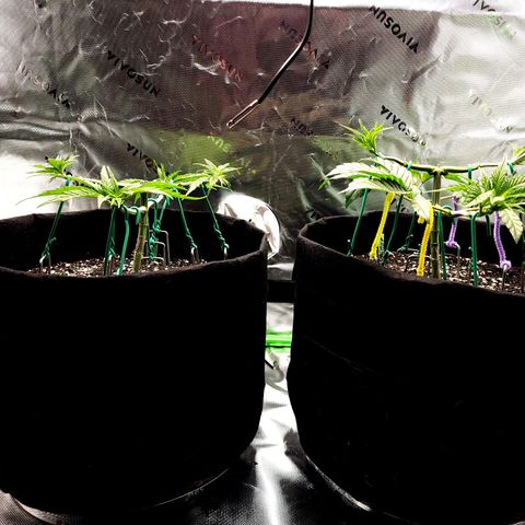 Granddaddy Purple growlog timeline photo