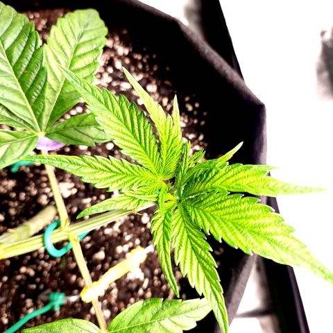 Granddaddy Purple growlog timeline photo