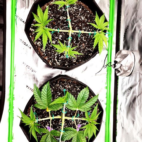 Bubba Kush growlog timeline photo