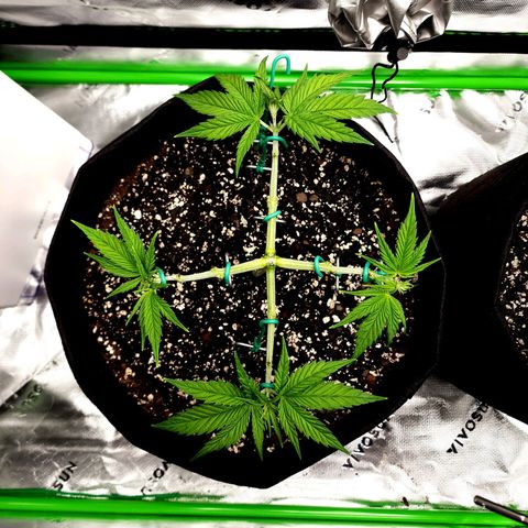 Bubba Kush growlog timeline photo