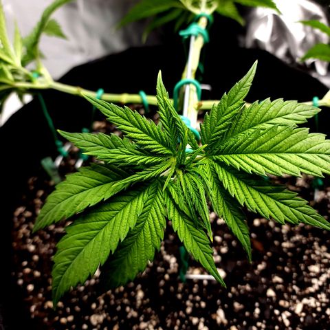 Bubba Kush growlog timeline photo