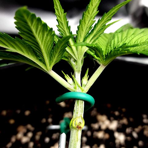 Bubba Kush growlog timeline photo