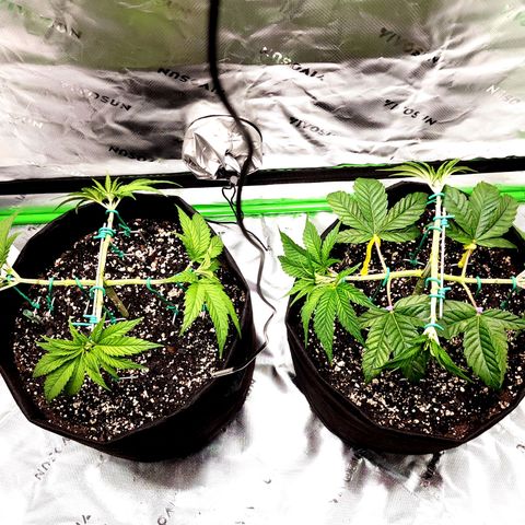 Bubba Kush growlog timeline photo
