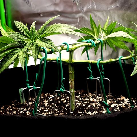Bubba Kush growlog timeline photo