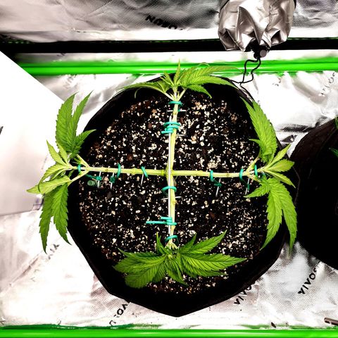 Bubba Kush growlog timeline photo