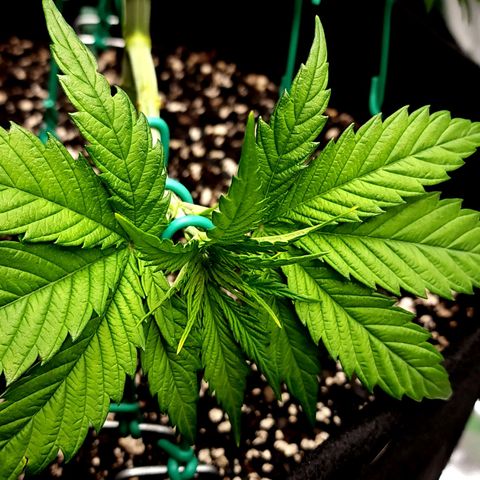 Bubba Kush growlog timeline photo