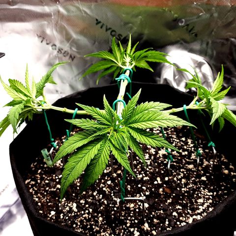 Bubba Kush growlog timeline photo