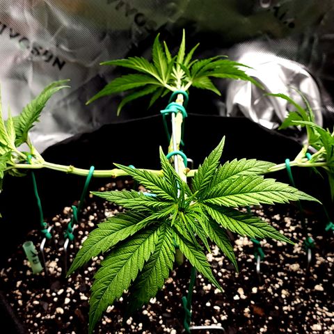Bubba Kush growlog timeline photo