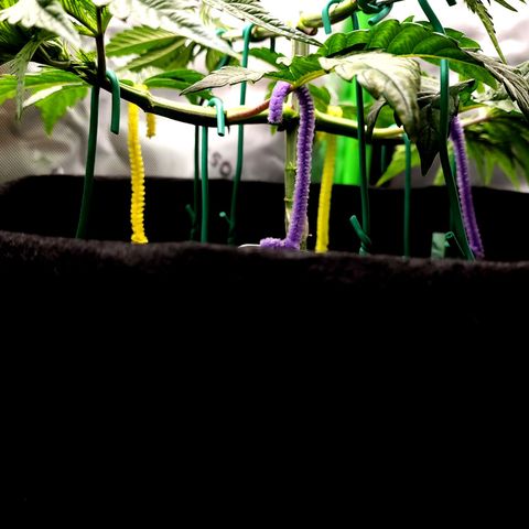 Granddaddy Purple growlog timeline photo