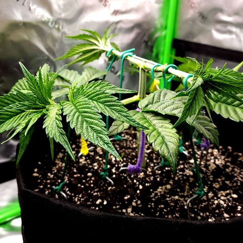 Granddaddy Purple growlog timeline photo