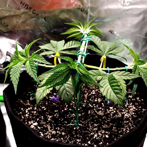 Granddaddy Purple growlog timeline photo