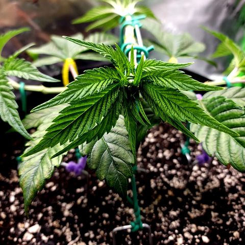 Granddaddy Purple growlog timeline photo