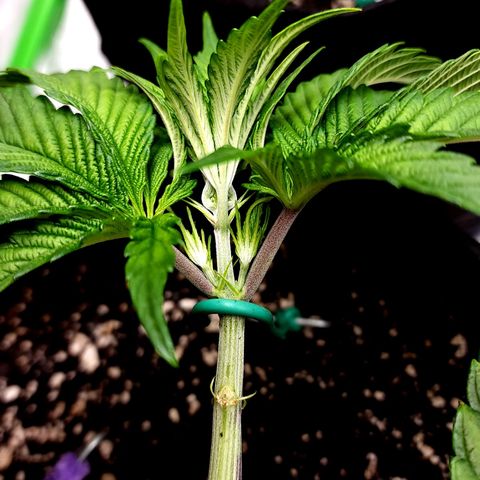 Granddaddy Purple growlog timeline photo