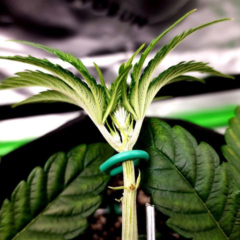 Granddaddy Purple growlog timeline photo