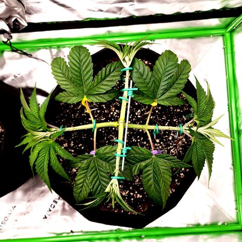 Granddaddy Purple growlog timeline photo