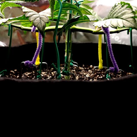 Granddaddy Purple growlog timeline photo