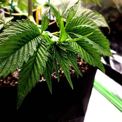 Granddaddy Purple growlog timeline photo