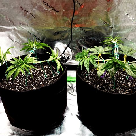 Granddaddy Purple growlog timeline photo