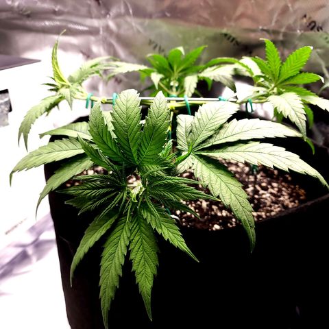 Bubba Kush growlog timeline photo