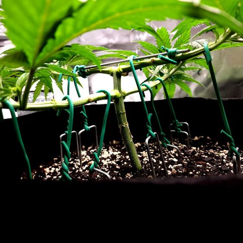 Bubba Kush growlog timeline photo